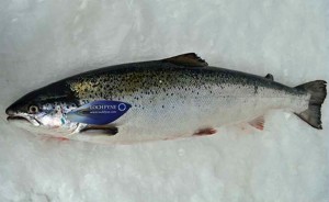 Fresh Salmon from Loch Fyne